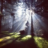 rays of sunlight in a gloomy forest