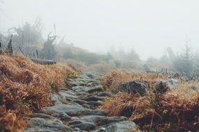 landscape of a hiking path in a forrest