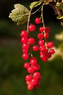 red cranberries on a small green branch