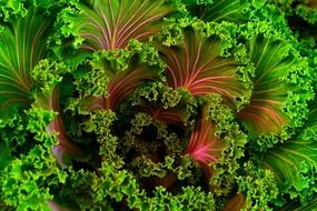 Leaves kale for healthy nutrition