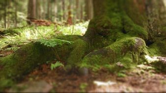 close up image of a babia top tree in poland