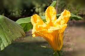 yellow pumpkin flower in a garden bed