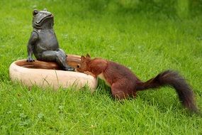 thirsty squirrel drinking water