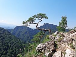 single tree on the top of rocky mountain, poland, bieszczady