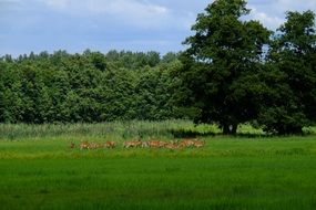 herd of deer in a green meadow