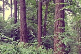 old trees with big trunks in the forest