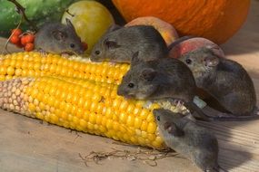 group of grey mice eating fresh raw corn