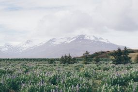 field flowers, snow mountains, landscape view