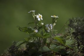 Close-up of the strawberry flowers