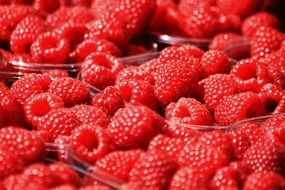 many cartons of fresh bright rasberries