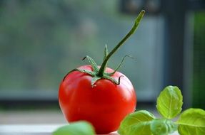 fresh tomatoe with basil leafs in a garden