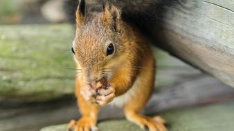 squirrel with hazelnuts close-up on a blurred background