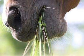 close up picture of a horse eating fresh grass