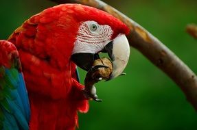 red macaw parrot eating a nut