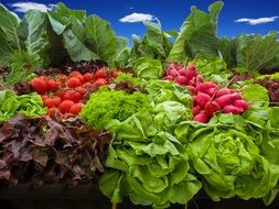 beautiful harvest of greens and vegetables