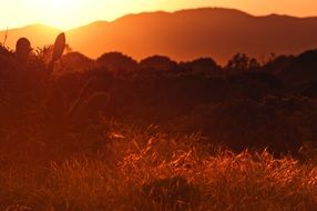 landscape of a beautiful golden sunset over a field