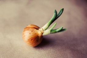 tiny onion vegetable sprouting