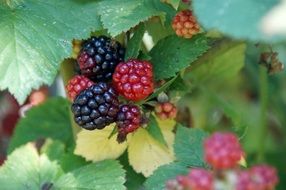 ripe and unripe blackberries on a branch