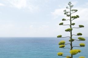 Agave inflorescence at tranquil seascape