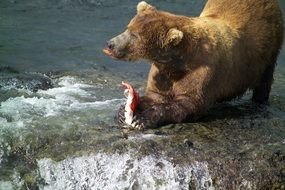 wild bear eating fresh raw salmon fish from the lake