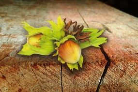 ripe hezelnuts with leaves on a wooden floor