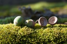 acorns on a bunch of moss