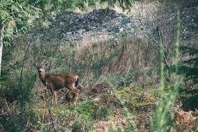 nature animal deer