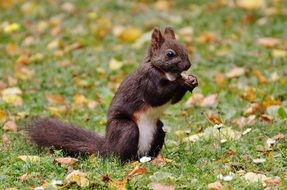 cute little squirrel eating a small nut