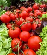 fresh tomatoes on a green leaves