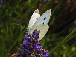 white butterfly on lavender flowers