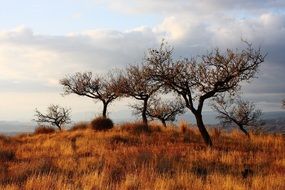 panorama of the bronze steppe