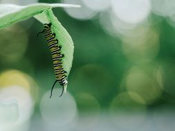 striped caterpillar on a green leaf