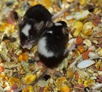 two black and white mouse in a cage