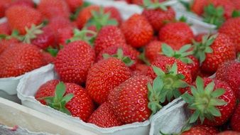 bright strawberries in cartons ready for the market