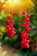 bunch of red currant in the sun light close-up on blurred background