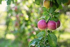 apples in tree nature fruit summer season