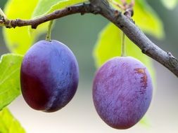 two purple plums hanging on the branch