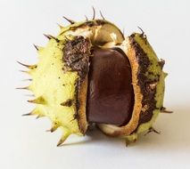 cracked chestnut in a shell