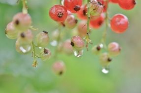 unripe currant