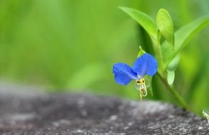 Blue flower with green leaves