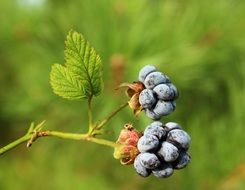 blackberry on a bush close up