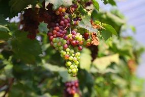 purple and green grapes growing on a sunny day