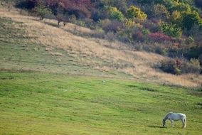 landscape of lonely white horse on a green meadow