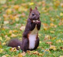 squirrel is eating