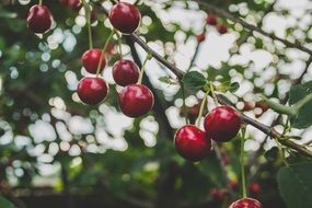 macro photo of tasty cherries on a fruit tree