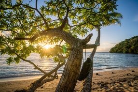 tree with a hammock on a beach with a sunset