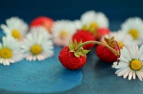 strawberries and wild daisies lying in a big beautiful pile