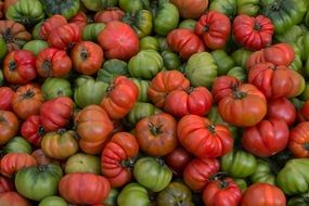 harvest of red and fulvous tomatoes