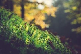 young green moss in a forest