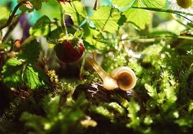 snail crawling to a strawberry spring